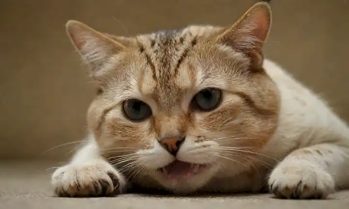 Cara felina