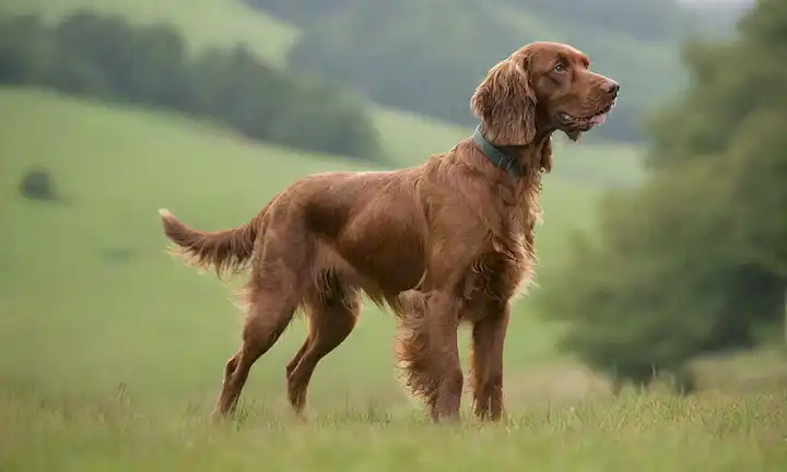 Un perro escocés Setter de pie orgullosamente en un exuberante paisaje verde, con colinas onduladas y árboles en el fondo, su piel se desbordó contra el viento, las orejas se levantaron y la cola se mantuvo alta, rodeado de aves o alas de pájaro, transmitiendo un sentido de caza y persecución, con la cálida luz del sol iluminando su abrigo