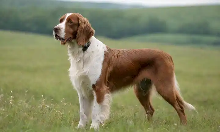 Un perro escocés de raza Setter con un abrigo marrón y blanco, de pie sobre hierba verde, rodeado de flores silvestres, con una postura relajada, mirando directamente al espectador, contra un fondo borroso de un paisaje rural