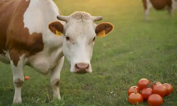 Un fondo sereno con una vaca pastando en un exuberante prado verde, rodeado de tomates maduros y unas pocas hojas, transmitiendo frescura y naturalidad, con un sutil gradiente de tonos naranja y amarillo para evocar calor y nutrición, con una suave fuente de luz para destacar los ingredientes sanos