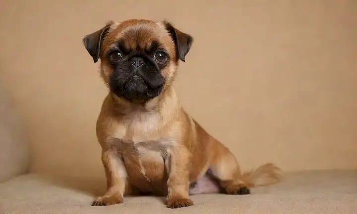 Un suave Griffon de Bruselas con un abrigo corto y suave sentado en una silla acolchada