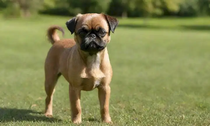 Un hermoso perro de Bruselas Griffon con un abrigo corto y suave, de pie sobre una hierba verde suave, rodeado de suave luz solar, con sus orejas inclinadas arriba y la cola sostenida alta, en un ambiente tranquilo y sereno, con algunos efectos sutiles borrosos para transmitir el sentido del movimiento