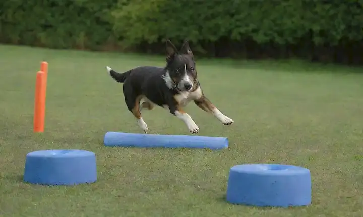 2-3 perros en poses lúdicas de agilidad, como correr, saltar o escalar; fondo colorido y vibrante con una mezcla de vegetación y obstáculos como conos, túneles o obstáculos