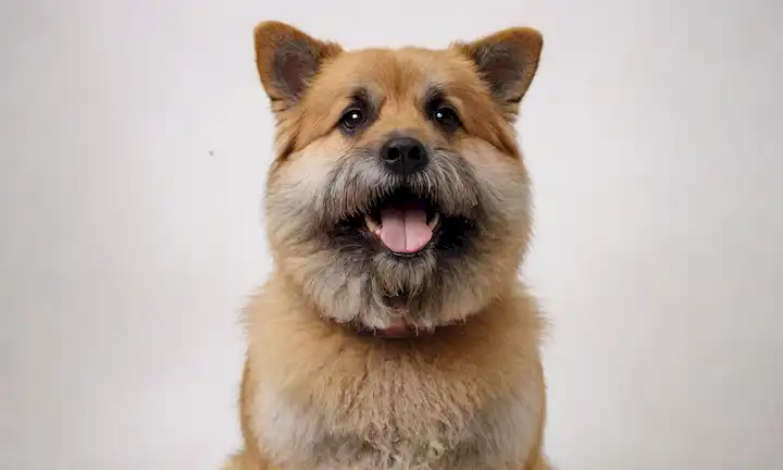 raza de perros de tamaño mediano con una gruesa capa doble