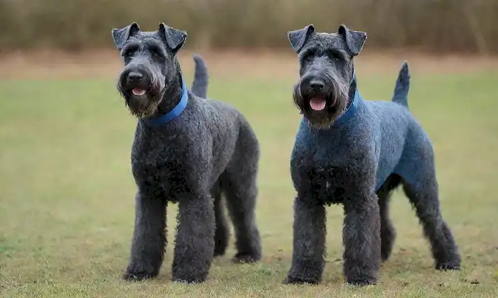 Un retrato de un Kerry Blue Terrier con brillante capa azul, de pie en terreno pastoso, mirando directamente a la cámara, orejas ligeramente levantadas, cola alta, ojos brillantes, pose natural, enfoque suave, fondo borroso
