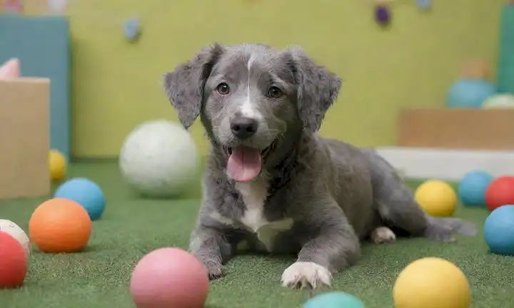 Un cachorro feliz y enérgico con un abrigo grueso y gris azul