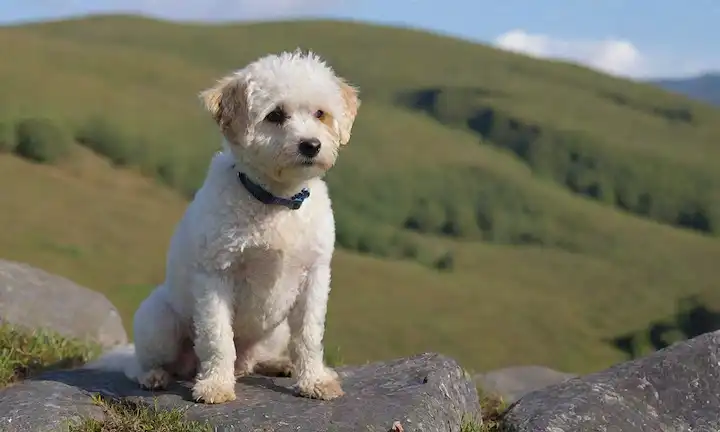 Un perro pequeño a mediano con un abrigo rizado, blanco con un patrón tartán, sentado en un terreno rocoso, rodeado de exuberante vegetación verde, con un cielo azul brillante en el fondo, posiblemente con un toque de niebla o niebla, transmitiendo un sentido de robustez y entorno natural