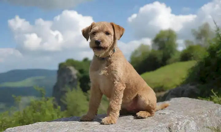 Un alegre cachorro de Lakeland Terrier sentado en un afloramiento rocoso