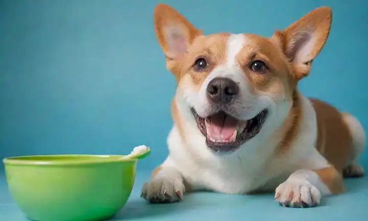 Un perro feliz con una cara sonriente, acostado en su lado, sosteniendo un cepillo de dientes en su boca, rodeado de pinceles coloridos y suaves, un tazón de agua y unas cuantas cerdas dentales, con un fondo azul brillante o verde