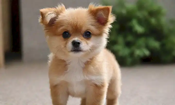 Pequeño perro peluda con cola rizada, textura suave de piel, expresión suave, ojos brillantes, orejas flojas, nariz pequeña y una postura cortés