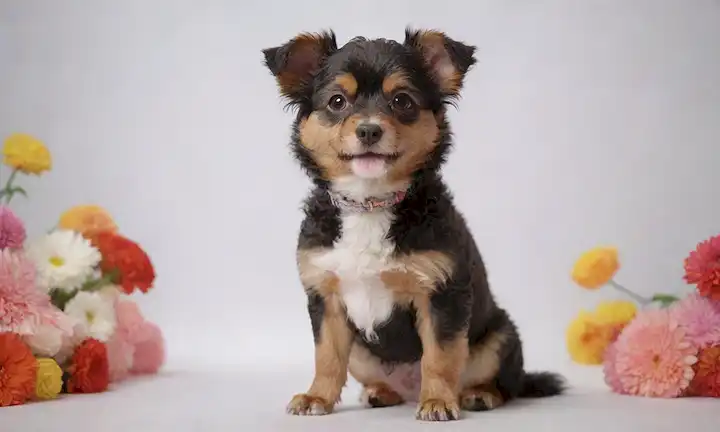 3D render de un perro pequeño, rubio, de pelo rizado con grandes ojos marrones, orejas arriba y alerta, de pie en un fondo blanco, con algunas flores coloridas o props alrededor de ella para la decoración