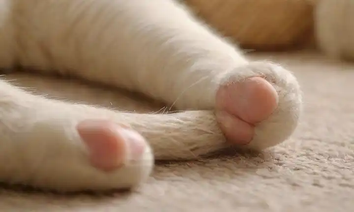 Una pata de gatos con una pequeña boca y dientes, un post o almohadilla arañazos, una bola de hilo o cuerda, un fondo tranquilo y sereno con texturas sutiles, un enfoque suave para transmitir calidez y comodidad