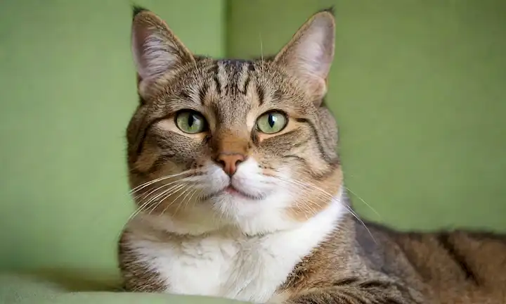 Whiskers, adorable cara felina, fondo verde, gatos cuerpo relajado en un cojín o cama, whiskers twitching, ojos medio cerrado, nariz ligeramente levantada, insinuación de sonrisa