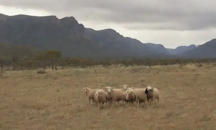 Paisajes, pastoreo de ovejas, terreno accidentado, montañas, outback australiano, pastoreo de perros, ganadería, entorno rural, sombrero de vaquero, camisa de franela, terreno accidentado, pastizales, espacios abiertos, ambiente pacífico
