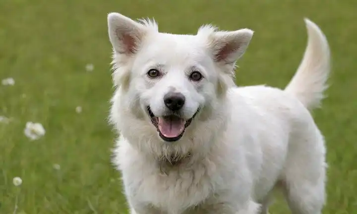 Un perro blanco rubio con una cola rizada