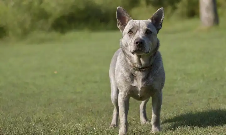 Un majestuoso perro gris azul con una suave expresión, de pie confiado en los cuatro, su abrigo brillando en la luz del sol, rodeado de exuberante hierba verde y sutiles patrones florales, con un toque de textura rústica en el fondo
