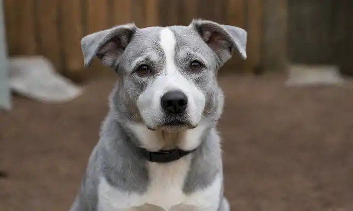 un perro con capa gruesa, coloración gris azul, marcas blancas en la cara, ojos oscuros, orejas flojas, cola onda, fondo rústico, entorno natural y ambiente sereno