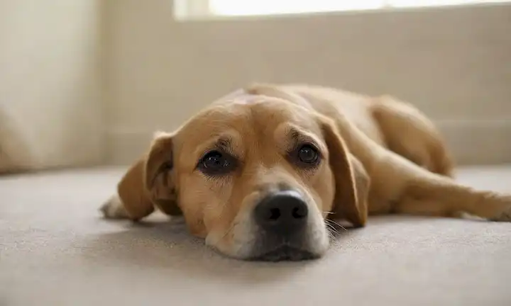 Un perro tranquilo acostado, las articulaciones ligeramente dobladas, con un suave enfoque de fondo borroso, una suave luz del sol arrojando sombras en la piel de los perros, un efecto gradiente sutil para transmitir calidez y serenidad, accesorios mínimos como un juguete o una manta