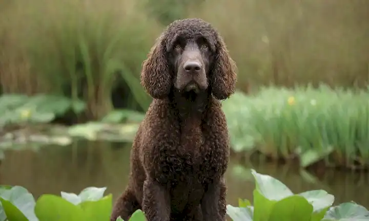 Un majestuoso Spaniel irlandés con recubrimiento rizado, mirando directamente al espectador, situado en un fondo verde borroso, rodeado de lirios o cañas de agua, que transmiten una sensación de tranquilidad y nobleza