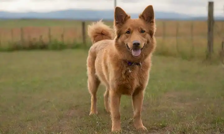 Un perro de tamaño mediano con una robusta construcción, de pie sobre la hierba, con un recubrimiento brillante de color naranja, textura de piel rizada, y una cola boscosa ondeando suavemente, con un fondo soleado cálido con pocas nubes dispersas, rodeado de una cerca rústica, con algunos flores silvestres floreciendo en el primer plano
