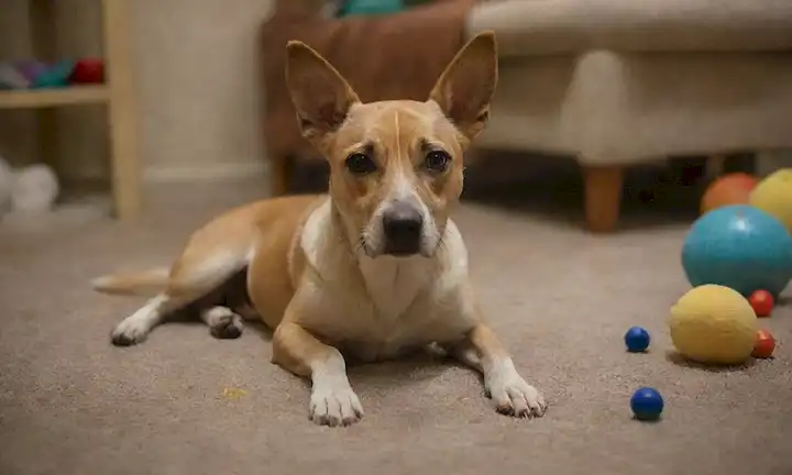 Perro de aspecto triste con orejas escarpadas