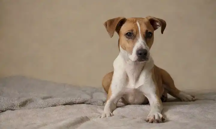 Un perro de aspecto triste con orejas droopy y una cola cojera, sentado en un fondo gris o beige, quizás cerca de un juguete abandonado o una manta rota