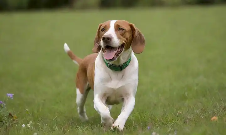 Un bracco Italiano animado con un abrigo corto, de pie en un campo verde, rodeado de mariposas y flores, jugando a la embrague con una pelota, teniendo una expresión alegre, con una sonrisa sutil, transmitiendo felicidad y contentamiento, usando un collar espumoso, con un ligero movimiento de las orejas