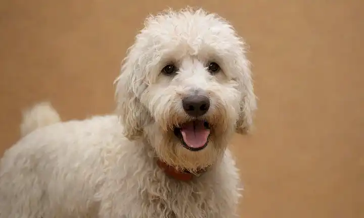 Un disparo de cerca de un perro de Komondor húngaro con recubrimiento fundido, cola curvada y apariencia cuerda distintiva, colocado contra un fondo neutro o terrenal, mostrando sus características físicas