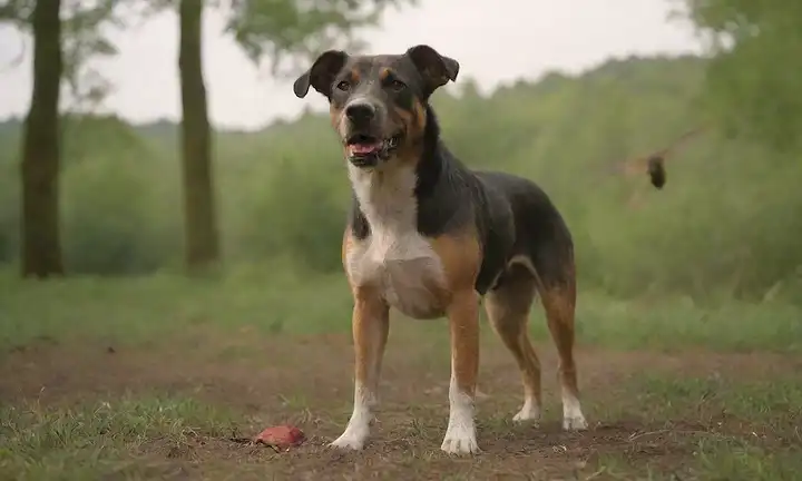 Un perro con un parche rojo en su piel