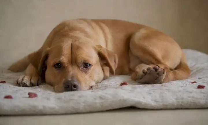 3 perros con piel picante, una oreja arañada, otra pata de lamer, tercera mirada irritada; planos de sarpullidos rojos, ampollas y costras crujientes en piel de perros; textura de fondo sutil que se parecen a una cama de mascotas o manta