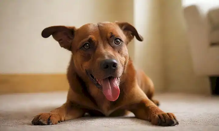 un perro marrón rayando su oído con garras estiradas, un parche rojo visible en la piel, un fondo borroso con una pista de un interior hogar, iluminación caliente, perspectiva de acercamiento