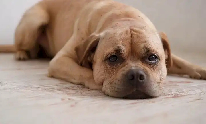 Un plano de un cuerpo cubierto de piel de perros con topes rojos, picazón, rodeado de arañazos y llagas abiertas, en un fondo blanco, con tablas de madera borrosas en la distancia, con una iluminación suave para enfatizar la condición de la piel