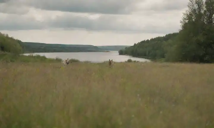 Paisajeada escena rural con colinas onduladas, árboles de abedul y un lago distante, con un grupo de perros laponianos suecos que juegan y corren libremente, posiblemente persiguiéndose o o oliendo flores, contra un cálido fondo soleado con nubes blancas suaves