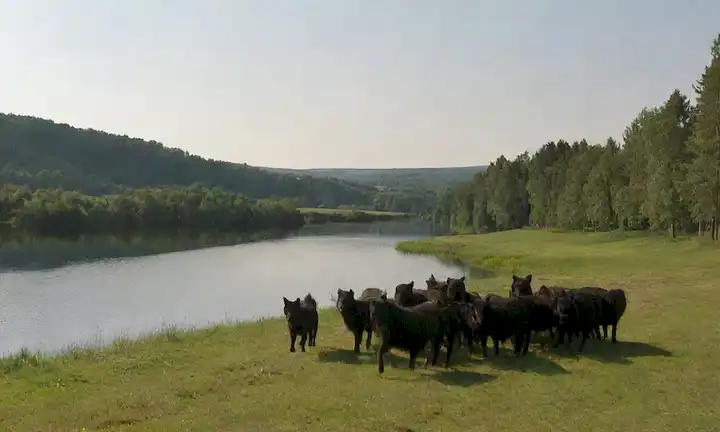 Un sereno paisaje sueco con colinas rodantes, un lago tranquilo en el fondo, una manada de suecos Lapphunds vagando libremente, suave luz solar arrojando largas sombras, exuberante vegetación que rodea la escena