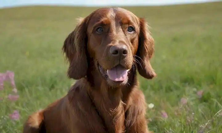 ilustración 3D de un perro irlandés feliz con un abrigo suave, sentado en hierba verde exuberante, rodeado de flores silvestres, con un cielo azul brillante en el fondo, que representa su hábitat natural, mostrando su particular coloración y personalidad energética