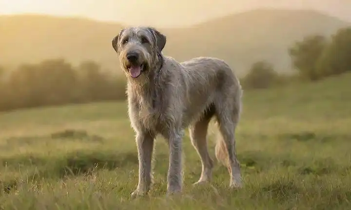 Un amistoso Wolfhound irlandés con un abrigo sedoso, de pie en un exuberante paisaje verde, con colinas onduladas y montañas malvadas en el fondo, rodeado de mariposas deslumbrantes, contra una cálida luz dorada, capturando su suave expresión, suave textura de piel, y proporciones majestuosas