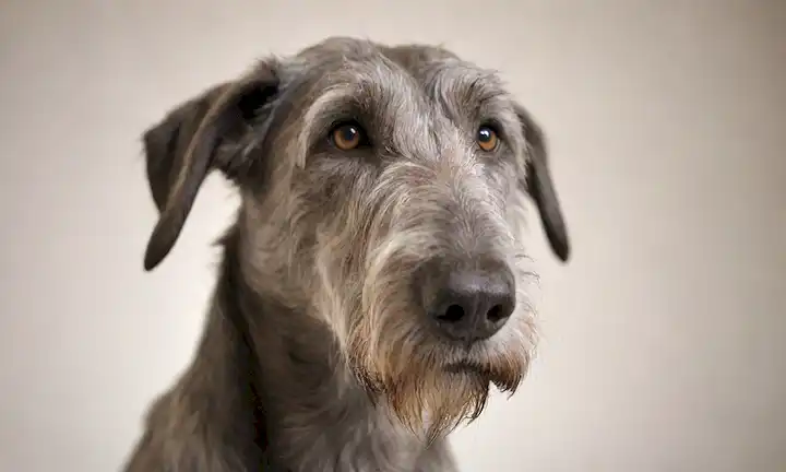 3D rendering of a Irish Wolfhound dog, close-up of its curly coat textura, white background, soft focus on the animals eyes, suave pose con la cabeza ligeramente inclinada
