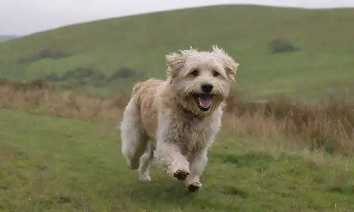 Un paisaje rural irlandés robusto, colinas defectuosas, campos verdes rodantes, un perro adorable amistoso corriendo libre, larga piel afeitada soplando en el viento, expresión alegre en su cara, un toque de maldad en sus ojos, entorno natural con mínima intervención humana