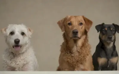 Un disparo de cerca de unos pocos perros de raza rara