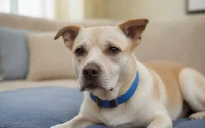 Un perro de ojos suaves con orejas floppy