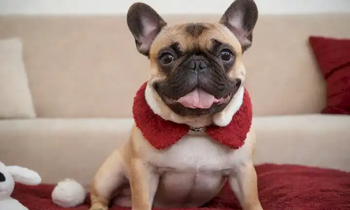 Un bulldog francés alegre y suave sentado en un sofá, con una alfombra roja, rodeado de juguetes suaves, con un collar, mirando directamente al espectador, con ojos marrones grandes, y un lindo hocico