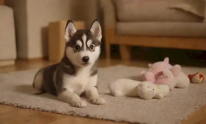 feliz, juguetón cachorro husky rodeado por, jugando con, y acurrucando niños y otras mascotas pequeñas como hámsteres o conejos, en un acogedor salón con un resplandor cálido, texturas naturales como madera y lana, y posiblemente algunos juguetes y golosinas dispersos alrededor