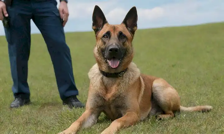 Un perro belga Malinois con un abrigo robusto y una mirada intensa