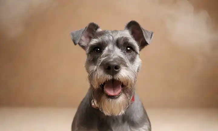 ilustración 3D de una feliz miniatura Schnauzer con brillante capa, expresión suave, y un oído ligeramente levantado, rodeado de sutil, humo rizado o niebla, enfoque suave en la piel para resaltar textura y aspectos destacados, paleta de color caliente, fondo minimalista