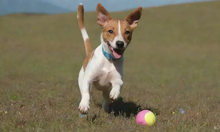 un feliz cachorro ibérico de Podenco jugando con una pelota de tenis en un prado soleado, rodeado de flores silvestres y algunas rocas dispersas, con una suave cordillera en el fondo, mostrando su naturaleza energética y juguetona