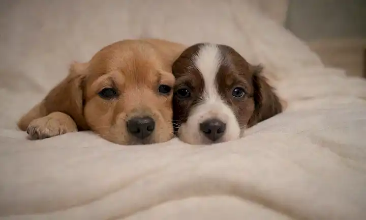 Un cachorro tranquilo en la cama con un oso de peluche, mantas suaves y un fondo acogedor; los ojos de cachorro están cerrados, patas relajadas y boca ligeramente abierta; El ambiente general es pacífico y sereno