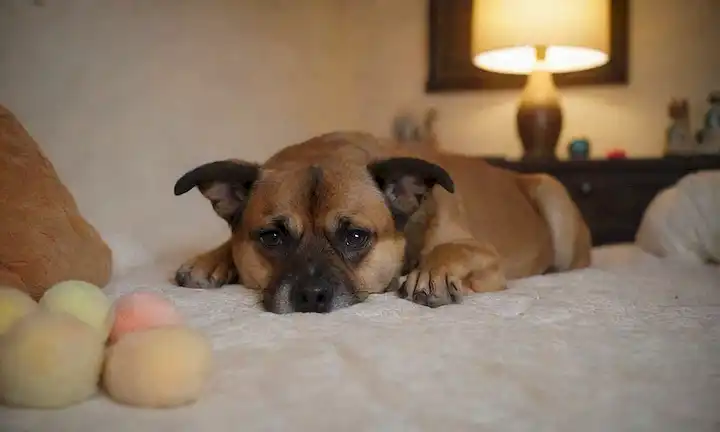 5-10 años perros crianzas dormir en una habitación acogedora, rodeado de juguetes suaves y almohadas, con unos pocos aceites esenciales calmantes cerca