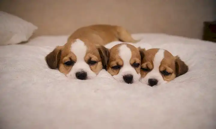 2 cachorros dormidos encorvados en una bola acogedora en una cama suave y blanca con juguetes y mantas de peluche dispersos alrededor de ellos, iluminación suave y sombras, colores calmantes, atmósfera pacífica, textura sutil en la piel