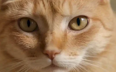 a gatos cara con ojos suaves