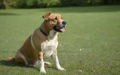 raza de perros de 4 patas con recubrimiento brillante